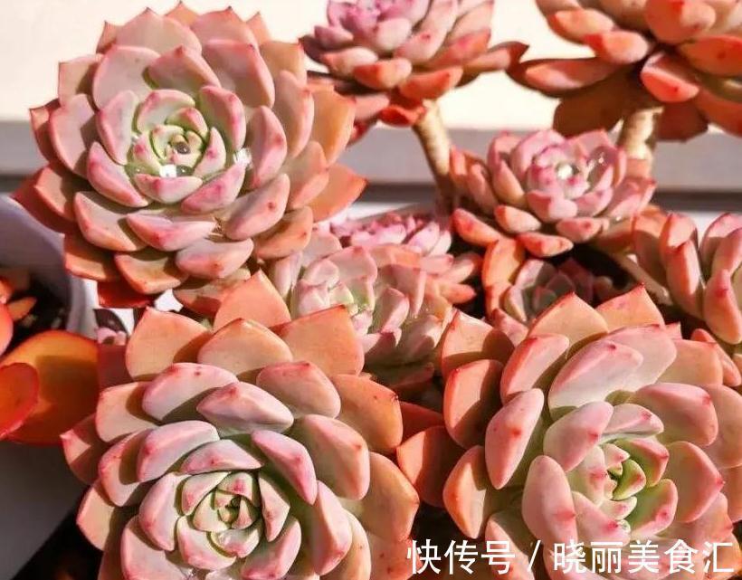 4种多肉便宜又好养,出状态非常漂亮,适合新手小白