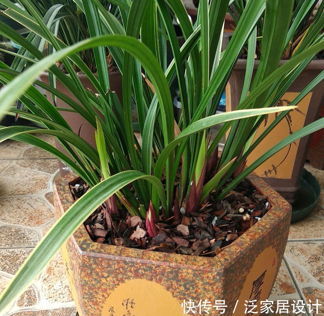 浇灌|金边建兰为什么一直发芽不会开花?分盆换房子,花开不停歇