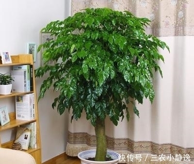 家里养花“讲究大”,2种花“镇宅”, 2种花旺家,要养起来