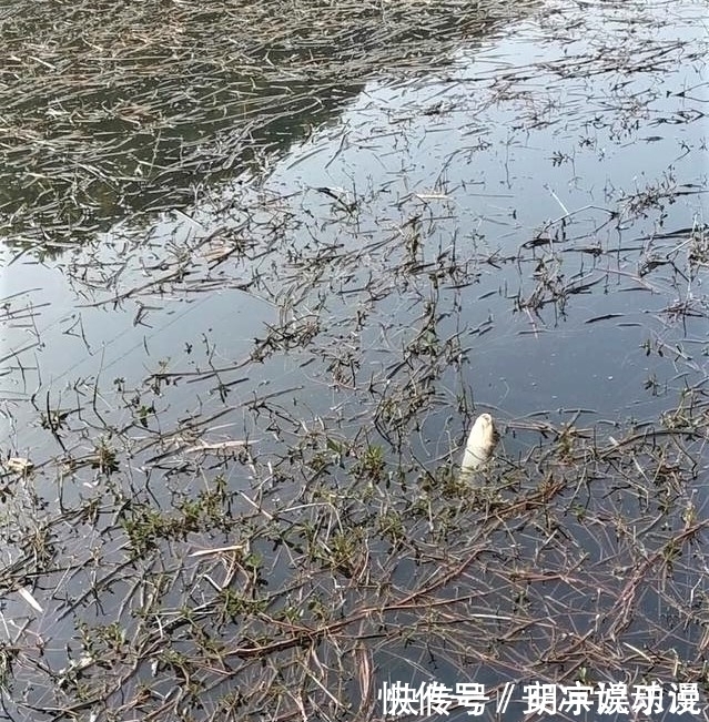 水草|钓鱼就一定要“钓草”？“钓草”怎样选择其钓点位置？