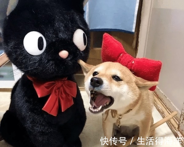 间谍|来自汪星的间谍,经常游走各种动漫本汪可塑性还是很高滴!