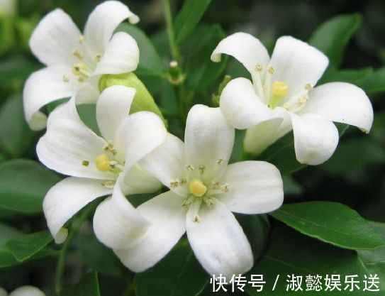九里香|喜欢菊花,不如养盆“珍贵名菊”长生乐,花开似舞者,花瓣白如玉