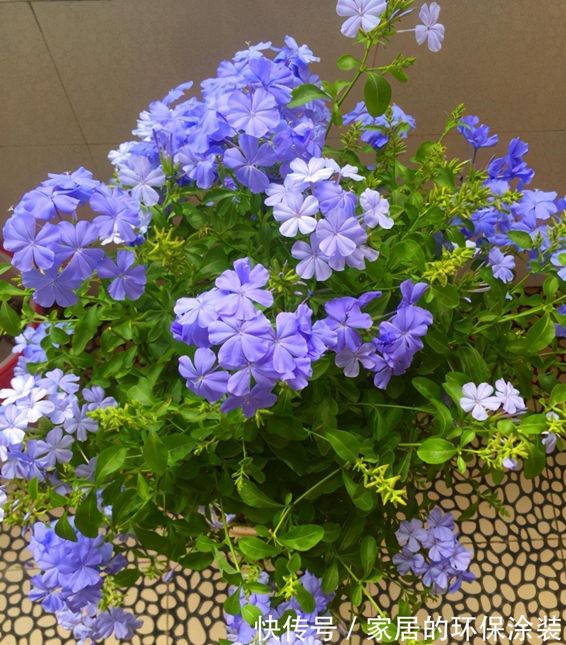 8种“漂亮花”特怕冷，秋天赶紧拿到屋里去，不然都冻死了