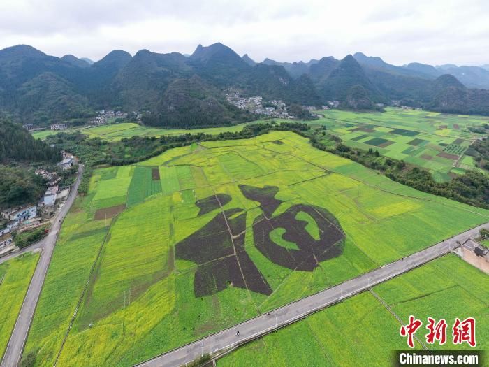 兴义|贵州兴义万峰林：油菜花开引游人