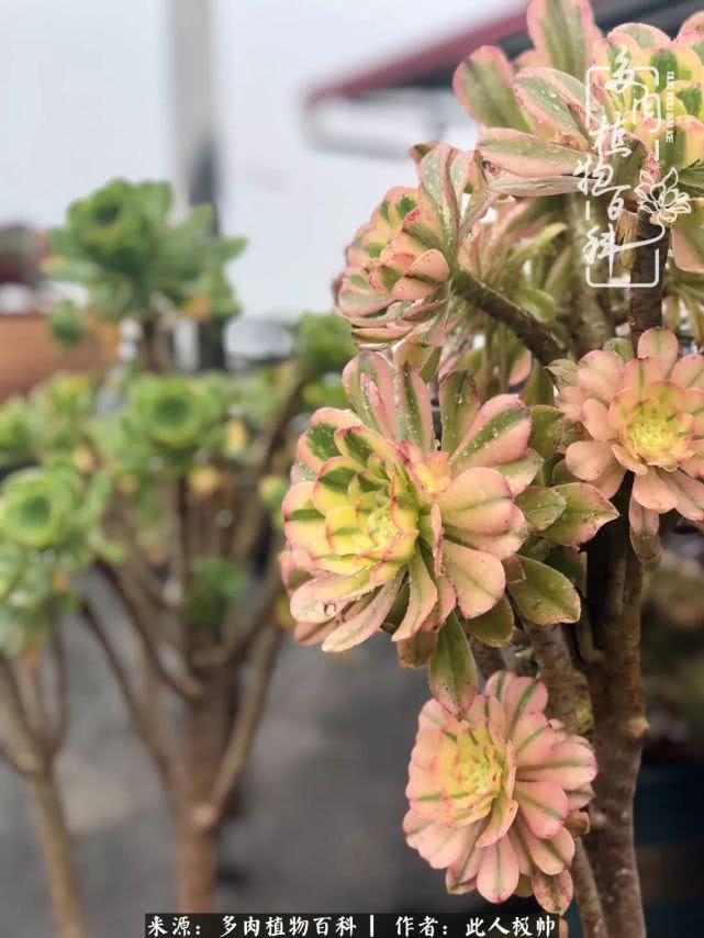 骄阳艳玫瑰,梦幻魔法师!独爱你的百媚千红!