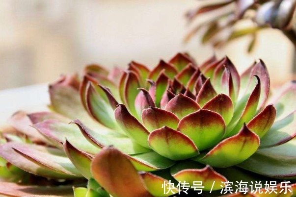 观音莲#此花如同观音菩萨的莲座,有聚财生财之意,象征着家人平安如意!