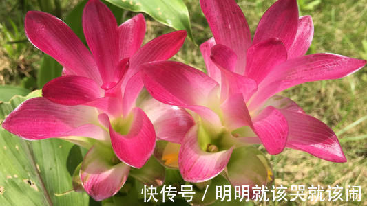 仙气十足|野外常见的1种漂亮花,开花仙气十足,遇到忍不住想带回家