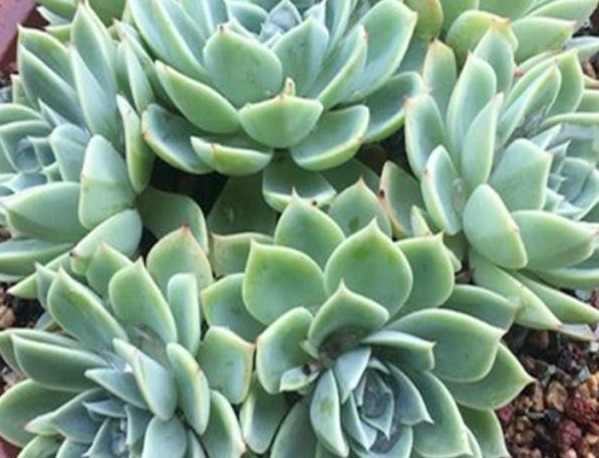 养多肉,学会这“4点”,叶片蹭蹭长,很快就能爆盆!