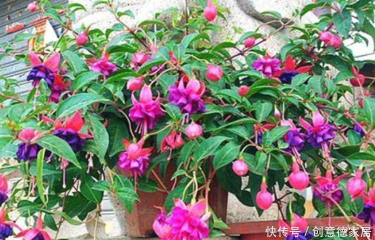 瀑布|常见的八种花离开地面养,开花成瀑布,迅速长爆盆,十分出众