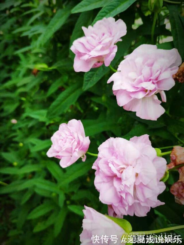 堪称生物入侵的花，千万别在家养，泛滥了可不好收拾