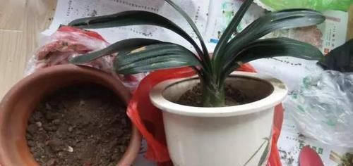  立刻浇水|君子兰上盆要不要浇水？看明白再浇水