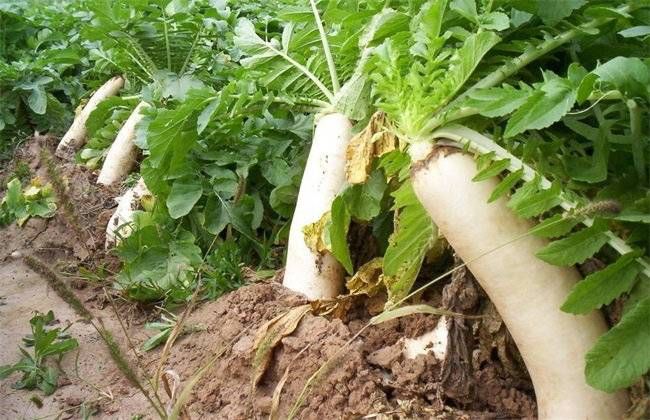 小雪$小雪·冬吃萝卜好时节 巷口红薯正飘香｜我们的节日·口述民俗