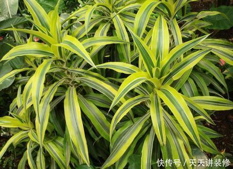 绿萝|13种耐阴花卉,光照不足也能生长旺盛,开花茂密