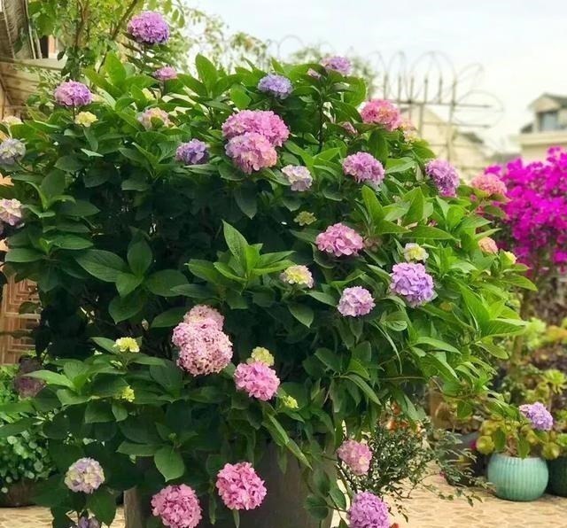 茎干|3种花养在小盆里,2年变老桩,茎干粗壮开花香,1次能开50朵