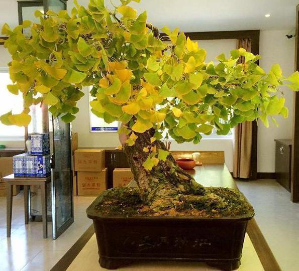 银杏树|这3款植物特适合居家盆栽,时间越久价值越高,还容易养活