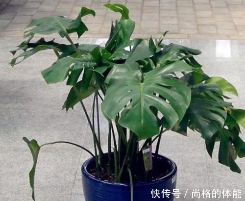 “3种花”摆客厅,大气、上档次,叶片油绿,空气清新,你养了吗!