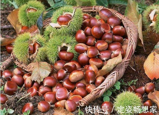 糖精钠|常吃栗子好处多多,但吃栗子有4个禁忌,可很多人都不在意!