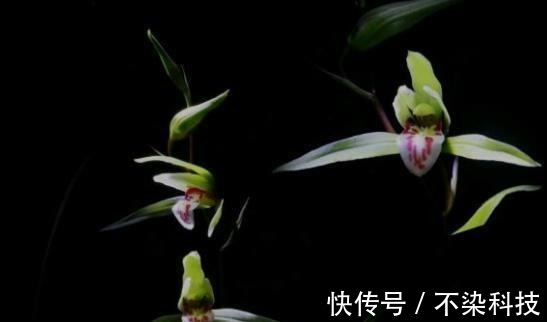 好的寒兰，叶是怎样的？花是怎样的？整体形态又是怎样的