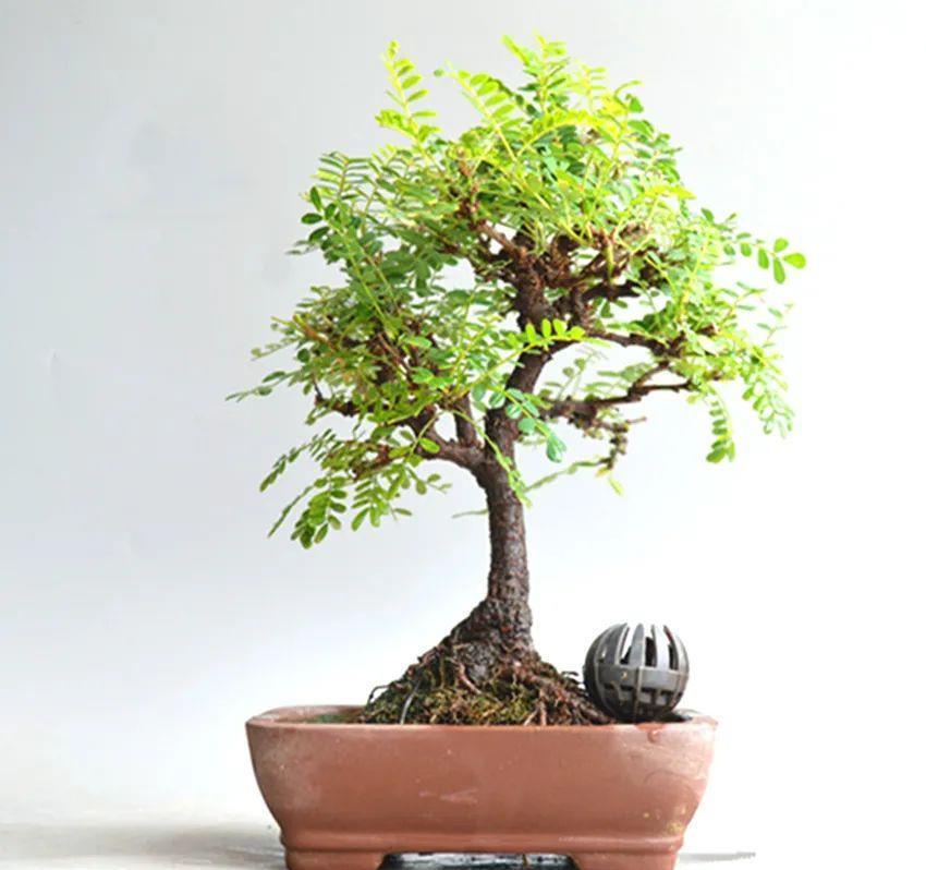 合欢|“知时郐卷”的合欢花令人着迷,试试它的繁殖与造型!