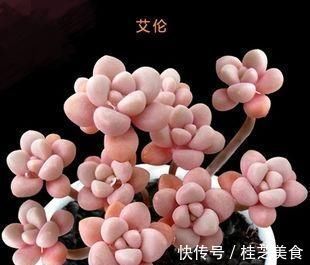 养多肉艾伦,掌握2个笨办法,长得粉粉嫩嫩,人人见了都夸美