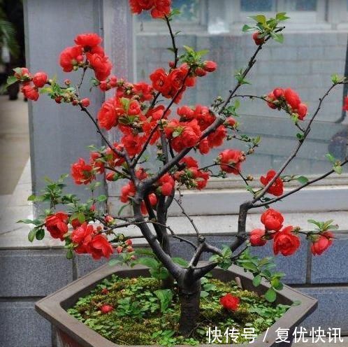 一鸣惊人的5种树桩盆景,好看还不贵,养家里奢华显档次!