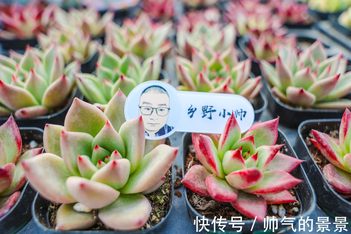 根系|多肉出现这几种情况,需要重新修根上盆,肉友们注意了