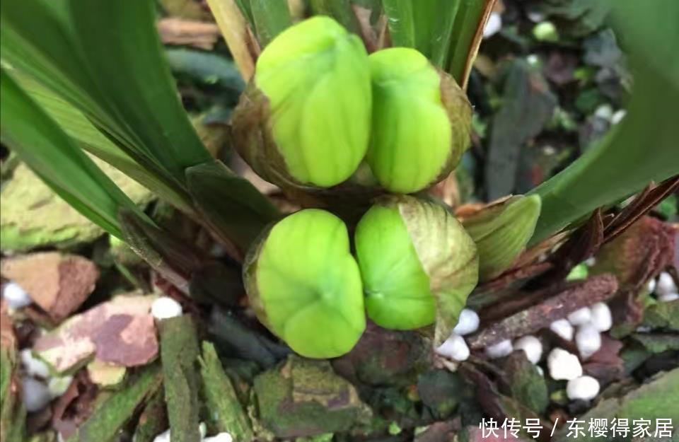 新手养兰花,搞清楚三个问题,少走五年弯路