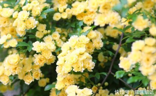 湿润|聪明人都养4种花,好养又漂亮,一开就是300多天!