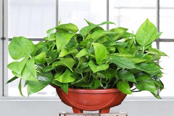 养分|绿萝长出这种枝，看到就赶紧剪，不剪，很难养爆盆