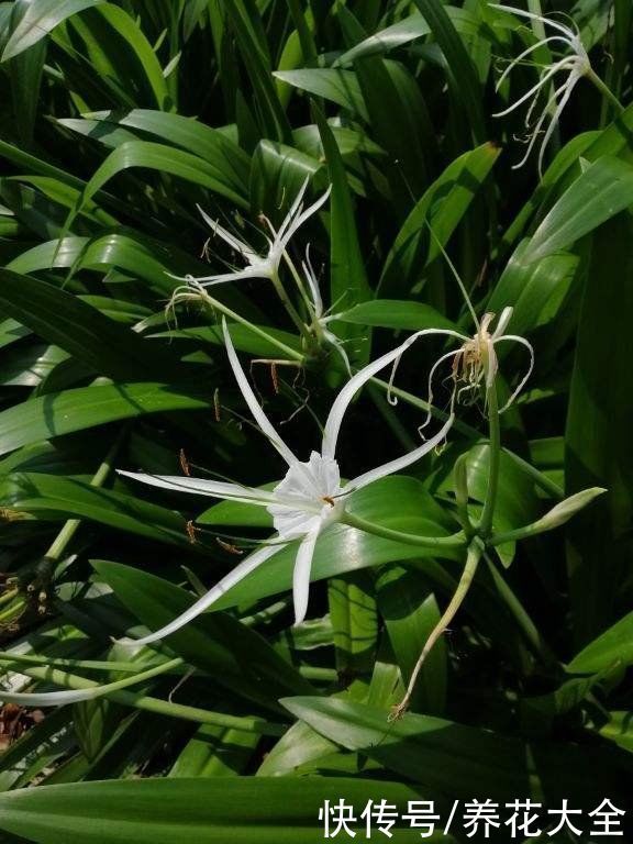 两种花，名字听起来吓人，开花却美翻了，养一次就上瘾