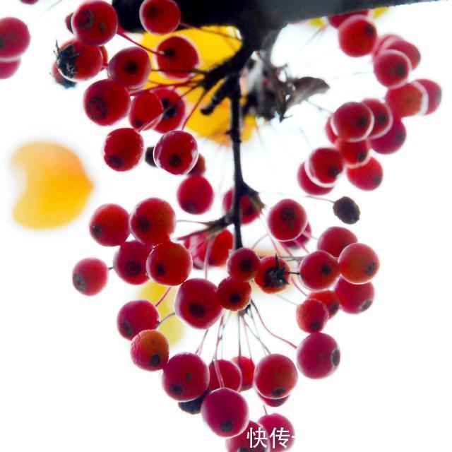 冬日|冬日海棠果!