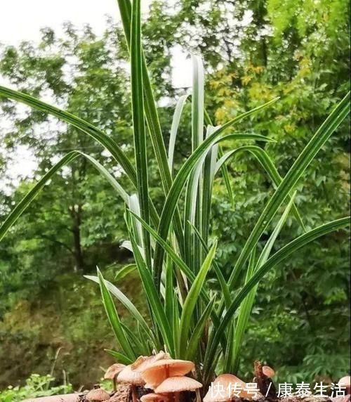 兰花长的慢不开花?这是休眠期,做好这几步,秋天一到花苞冒不停