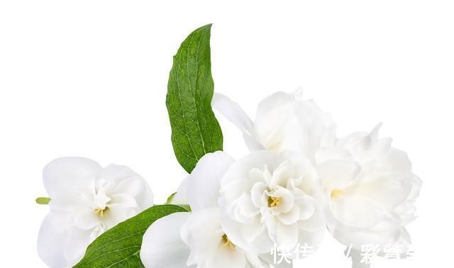 花卉|婆婆养茉莉花，从不施肥，只浇“2种水”，茉莉枝健、叶绿、花旺