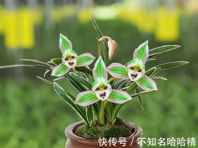 这种兰花很“霸气”,花开双色,兰香浓郁,很好养,适合新手