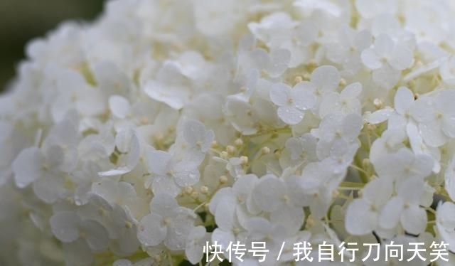 月老|兜兜转转，桃花扑面，月老助力，再次重逢，旧情复苏