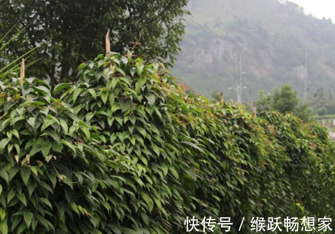 幼苗|你是否知道呢,菊叶薯蓣培养的方法,跟我一起了解一下吧