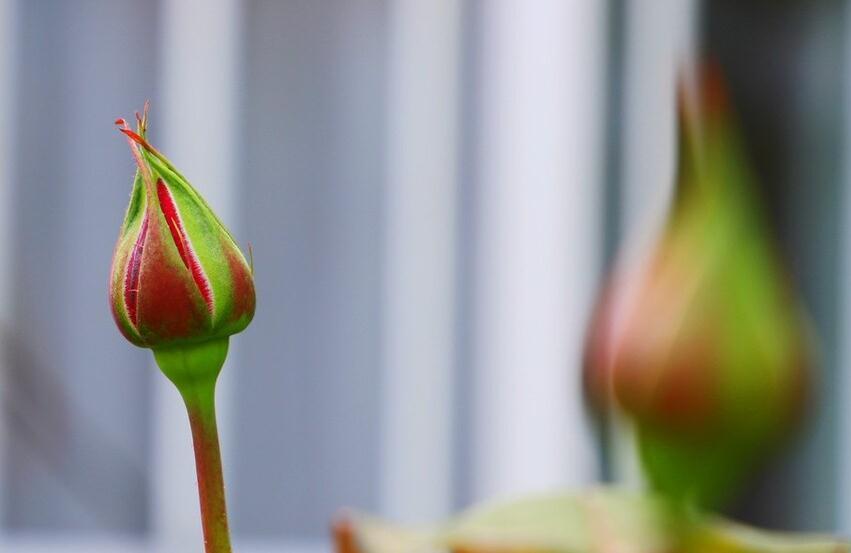 月季冬剪后,及时做3件事,来年长笋开花不会少
