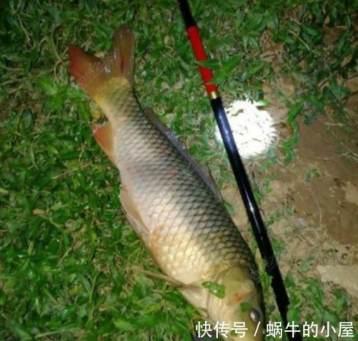 鱼类|野钓鲤鱼要注意什么