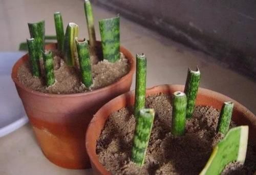 喜欢养虎皮兰就用叶片扦插,操作超简单,还生根快、成活率高