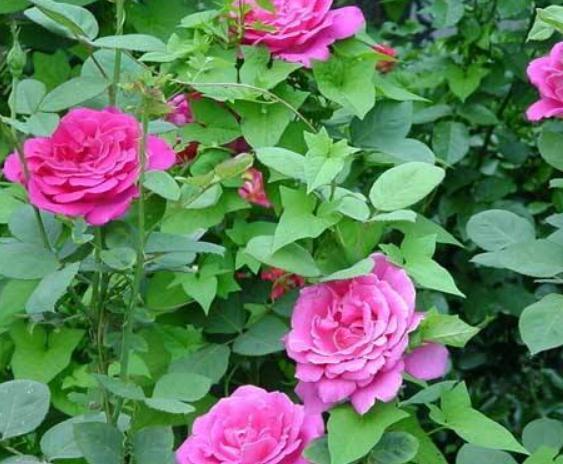 养月季、蔷薇,喝点“激花水”,花苞立马上枝头,花儿开不断