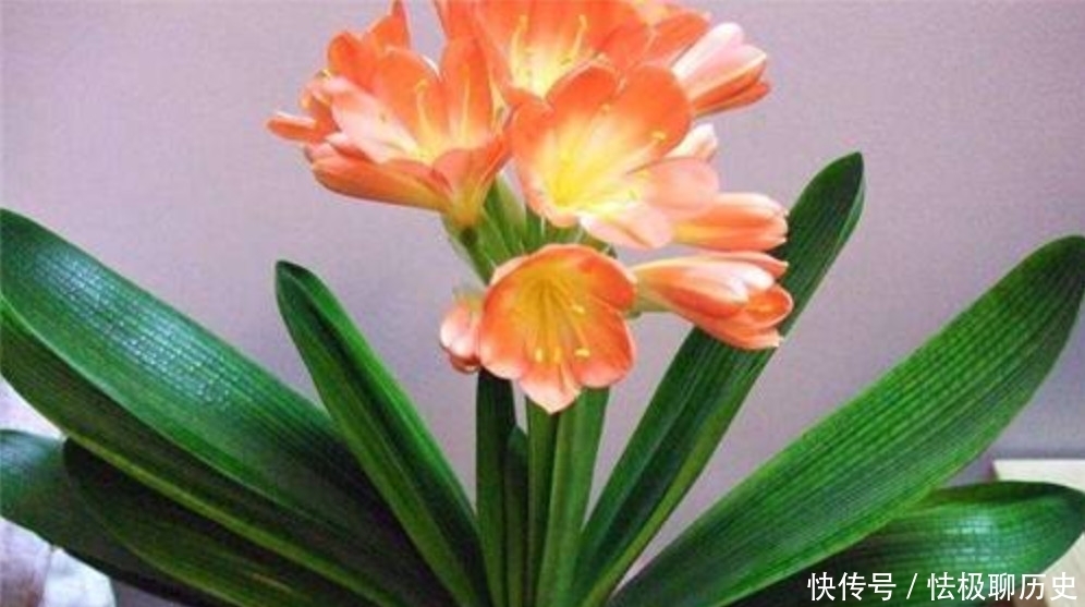 伏天养君子兰，一动不如一静，做好“3点”花期顺利开花！