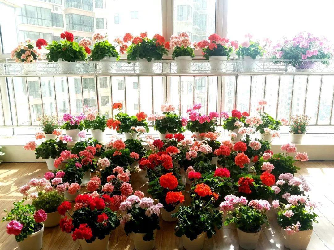 秋天|天气转凉,建议扦插6种花,温度“适宜”利于生根