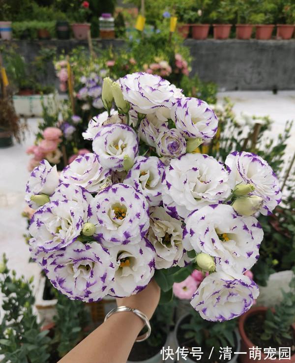 世界四大名花之一“洋桔梗”,比玫瑰还美,花开四季,阳台也能种