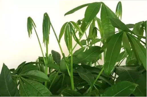 发财树黄叶还不长1个“小方法”,叶片油绿疯长不停,1年长半米