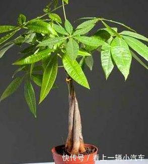 浇水|发财树叶子下于垂是什么原因