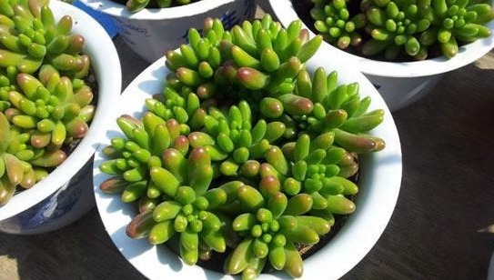 爆盆|以下这种多肉植物，一片叶子掉土里就能生根，而且还容易爆盆