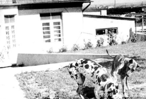 纳粹|每天以射杀犹太人为乐的纳粹屠夫,临刑仍执迷不悟,死后遭挫骨扬灰