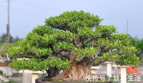 养榕树盆景,掌握“4点”技巧,颜值常年在线,花开培养成老桩