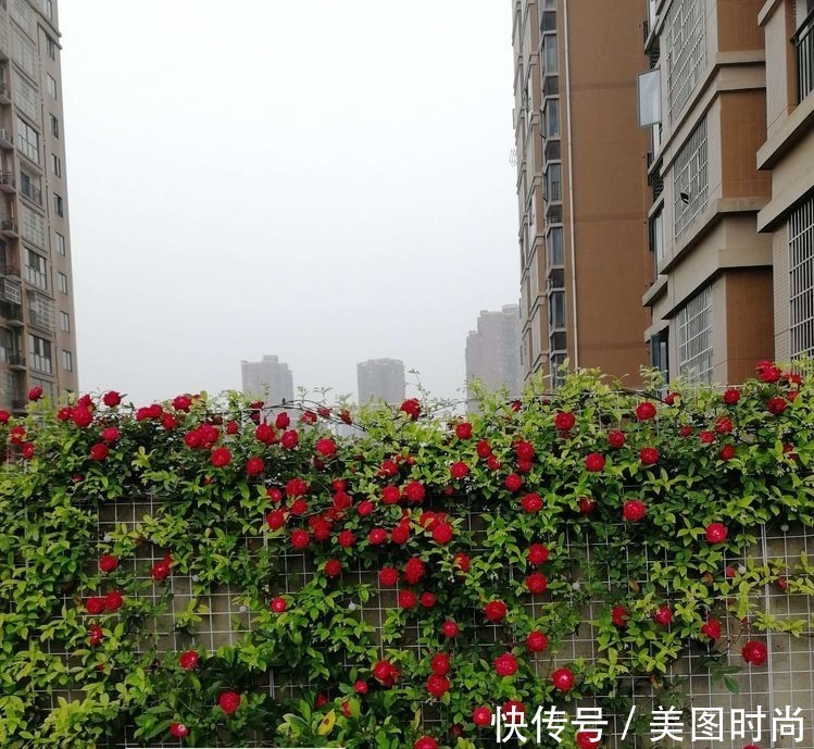 菜地|2年前买了个300㎡的露台,打造成屋顶花园,过上了田园生活