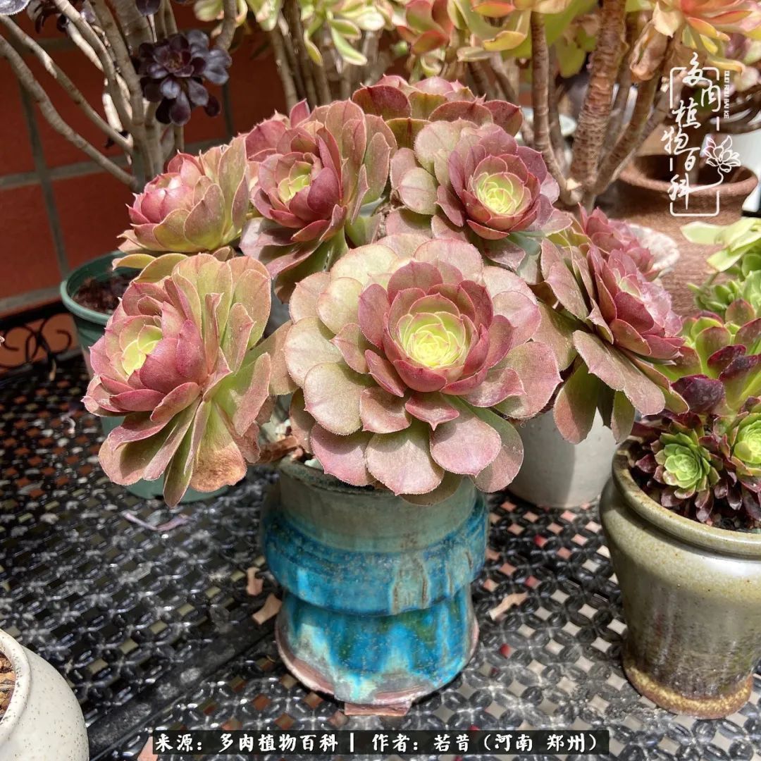 迷你小院儿，种满多肉、花草和蔬果，沉醉在自己的世外桃源！